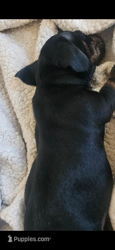 Female 1 – Dachshund puppy for sale in Gilbert, AZ