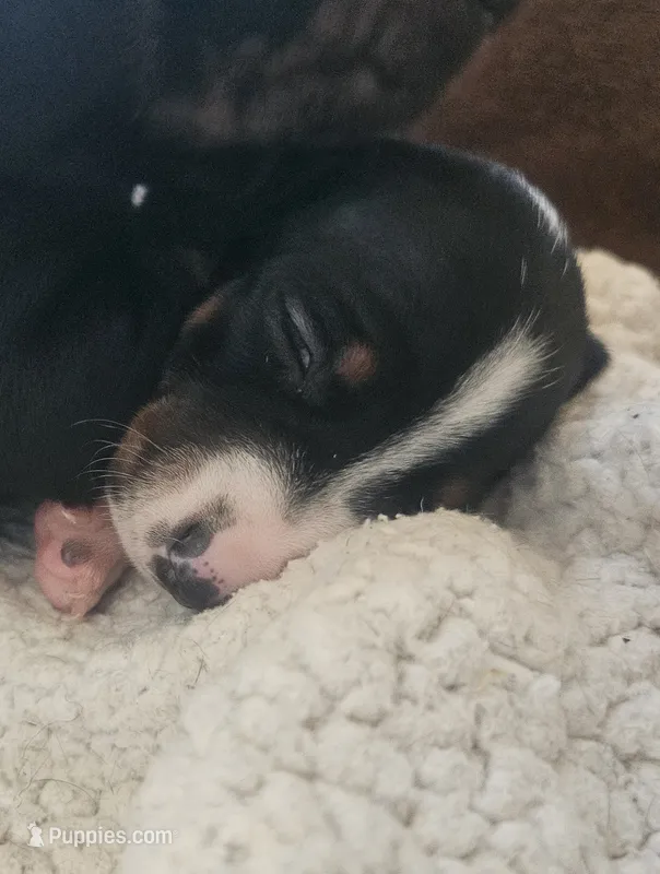 Boy 1 – Dachshund puppy for sale in Gilbert, AZ