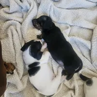 Boy 1, a male Dachshund for sale in Gilbert, AZ – 3 of 7