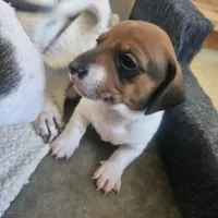 Boy 2, a male Dachshund for sale in Gilbert, AZ – 5 of 5