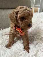 Lola, a female Poodle - Toy  for sale in Mountain View, CA – Photo 3 of 3