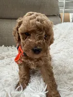 Lola, a female Poodle - Toy  for sale in Mountain View, CA – Photo 1 of 3