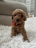 Lola, a female Poodle - Toy  for sale in Mountain View, CA – Photo 2 of 3