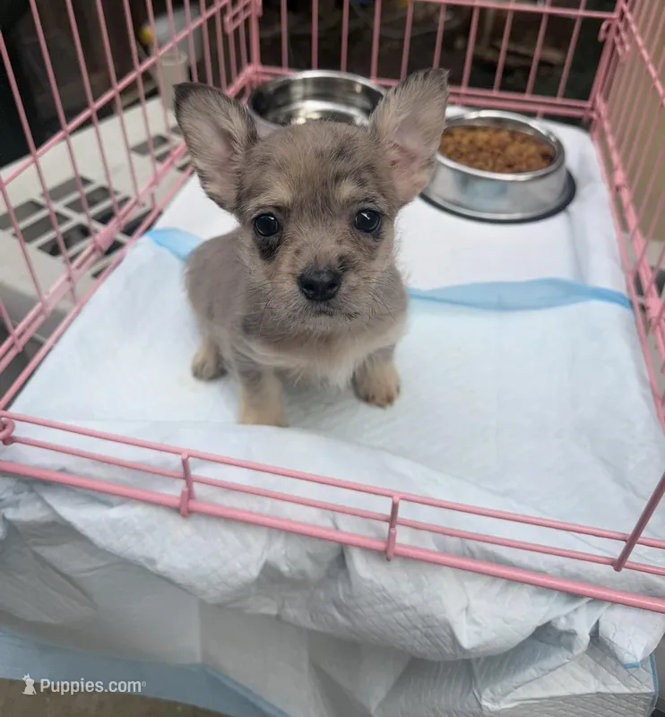 Layla, a female French Bulldog and Poodle - Toy  for sale in Mountain View, CA – Photo 1 of 4
