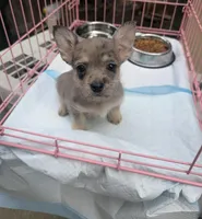 Layla, a female French Bulldog and Poodle - Toy  for sale in Mountain View, CA – Photo 1 of 4