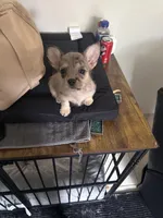 Layla, a female French Bulldog and Poodle - Toy  for sale in Mountain View, CA – Photo 2 of 4