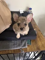 Layla, a female French Bulldog and Poodle - Toy  for sale in Mountain View, CA – Photo 4 of 4