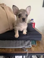 Layla, a female French Bulldog and Poodle - Toy  for sale in Mountain View, CA – Photo 3 of 4