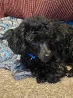 None, a male Poodle - Toy  for sale in Morris, OK – 2 of 3