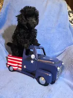 None, a male Poodle - Toy  for sale in Morris, OK – 1 of 3