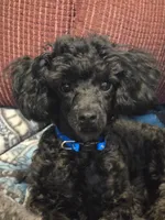 None, a male Poodle - Toy  for sale in Morris, OK – 3 of 3