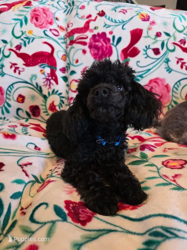 Pup – Poodle - Toy  puppy for sale in Morris, OK
