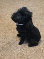 Pup, a male Poodle - Toy  for sale in Morris, OK – 4 of 4