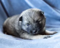Dauphine, a female Keeshond and Siberian Husky for sale in Center Ossipee, NH – 1 of 10