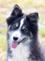 Champagne, a female Samoyed and Pomsky for sale in Center Ossipee, NH – 1 of 10