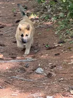 Daisy Mae, a female German Shepherd Dog and Siberian Husky for sale in Center Ossipee, NH – 5 of 6