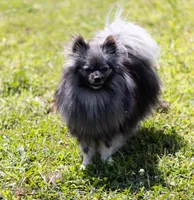 Francesco, a male Pomeranian for sale in Center Ossipee, NH – Photo 6 of 8