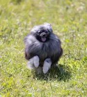 Francesco, a male Pomeranian for sale in Center Ossipee, NH – Photo 4 of 8