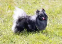 Francesco, a male Pomeranian for sale in Center Ossipee, NH – Photo 5 of 8