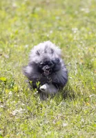 Francesco, a male Pomeranian for sale in Center Ossipee, NH – Photo 3 of 8