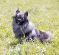 Francesco, a male Pomeranian for sale in Center Ossipee, NH – Photo 7 of 8