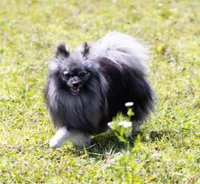 Francesco, a male Pomeranian for sale in Center Ossipee, NH – Photo 2 of 8