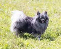 Francesco, a male Pomeranian for sale in Center Ossipee, NH – Photo 8 of 8