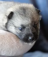 Dart, a female Keeshond and Siberian Husky for sale in Center Ossipee, NH – 6 of 10