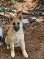 Daisy Mae, a female German Shepherd Dog and Siberian Husky for sale in Center Ossipee, NH – 2 of 6