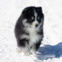 Champagne, a female Samoyed and Pomsky for sale in Center Ossipee, NH – Photo 6 of 10