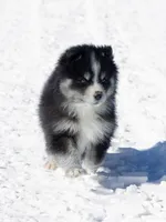 Champagne, a female Samoyed and Pomsky for sale in Center Ossipee, NH – Photo 6 of 10