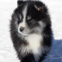 Champagne, a female Samoyed and Pomsky for sale in Center Ossipee, NH – Photo 2 of 10