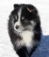 Champagne, a female Samoyed and Pomsky for sale in Center Ossipee, NH – Photo 2 of 10