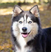 Champagne, a female Samoyed and Pomsky for sale in Center Ossipee, NH – Photo 9 of 10