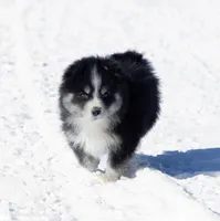 Champagne, a female Samoyed and Pomsky for sale in Center Ossipee, NH – Photo 4 of 10