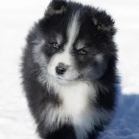 Champagne, a female Samoyed and Pomsky for sale in Center Ossipee, NH – Photo 1 of 10