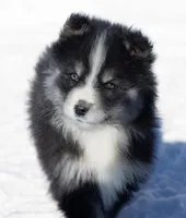 Champagne, a female Samoyed and Pomsky for sale in Center Ossipee, NH – Photo 1 of 10