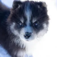 Champagne, a female Samoyed and Pomsky for sale in Center Ossipee, NH – Photo 5 of 10