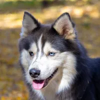 Champagne, a female Samoyed and Pomsky for sale in Center Ossipee, NH – Photo 10 of 10