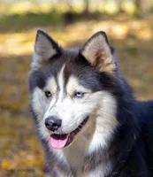 Champagne, a female Samoyed and Pomsky for sale in Center Ossipee, NH – Photo 10 of 10