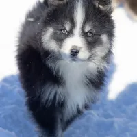 Champagne, a female Samoyed and Pomsky for sale in Center Ossipee, NH – Photo 3 of 10