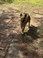 Hyacinth, a male German Shepherd Dog and Siberian Husky for sale in Center Ossipee, NH – 4 of 5