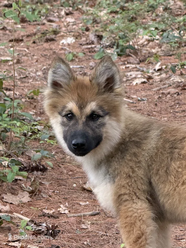 Lupine – German Shepherd Dog, Siberian Husky puppy for sale in Center Ossipee, NH