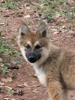 Lupine, a male German Shepherd Dog and Siberian Husky for sale in Center Ossipee, NH – 1 of 7