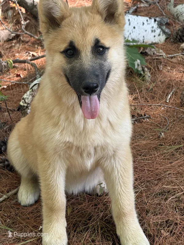 Daisy Mae – German Shepherd Dog, Siberian Husky puppy for sale in Center Ossipee, NH