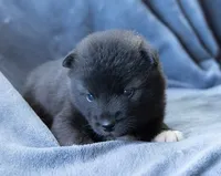 Ducato, a male Keeshond and Siberian Husky for sale in Center Ossipee, NH – 6 of 10