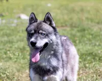 Delta, a female Keeshond and Siberian Husky for sale in Center Ossipee, NH – 7 of 10