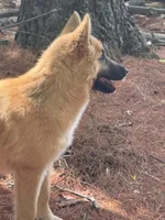 Hyacinth, a male German Shepherd Dog and Siberian Husky for sale in Center Ossipee, NH – 2 of 5