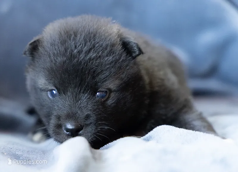 Ducato – Keeshond, Siberian Husky puppy for sale in Center Ossipee, NH