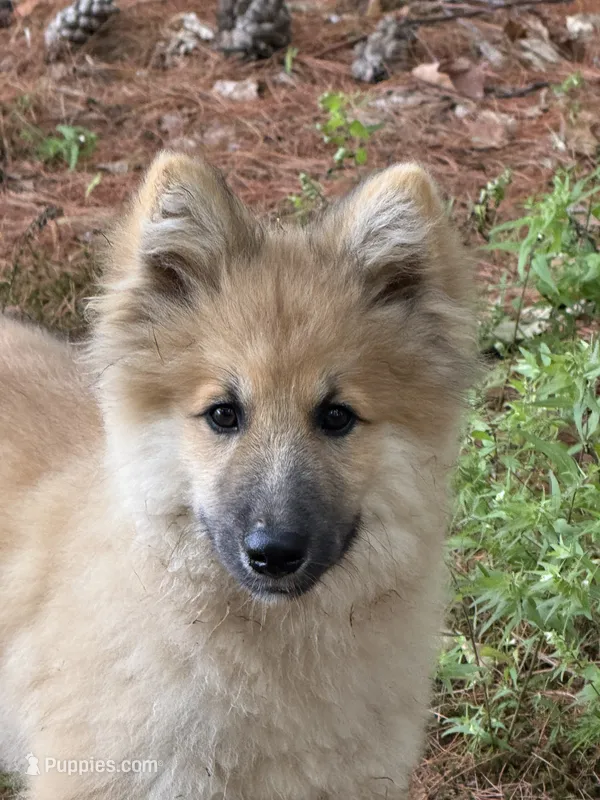 Larkspur – German Shepherd Dog, Siberian Husky puppy for sale in Center Ossipee, NH